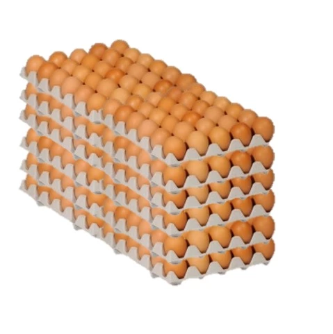 OEUFS L 360P                                                                                                                                                                                                                                                                                                                                                                                                                                                                                                                                                                                                                                                                                                                                                                                                                     